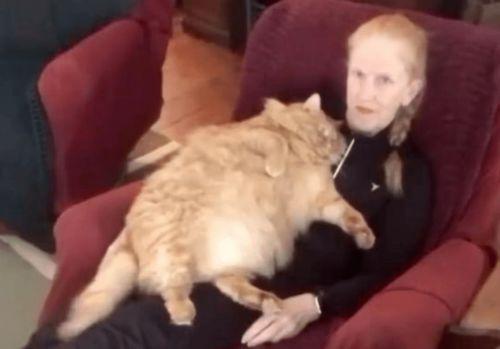 肥猫最新爆料视频,揭秘娱乐圈惊人内幕! 第1张 肥猫最新爆料视频,揭秘娱乐圈惊人内幕! 第1张